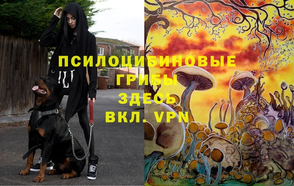 сатива Володарск